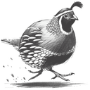 Quailrunner logo